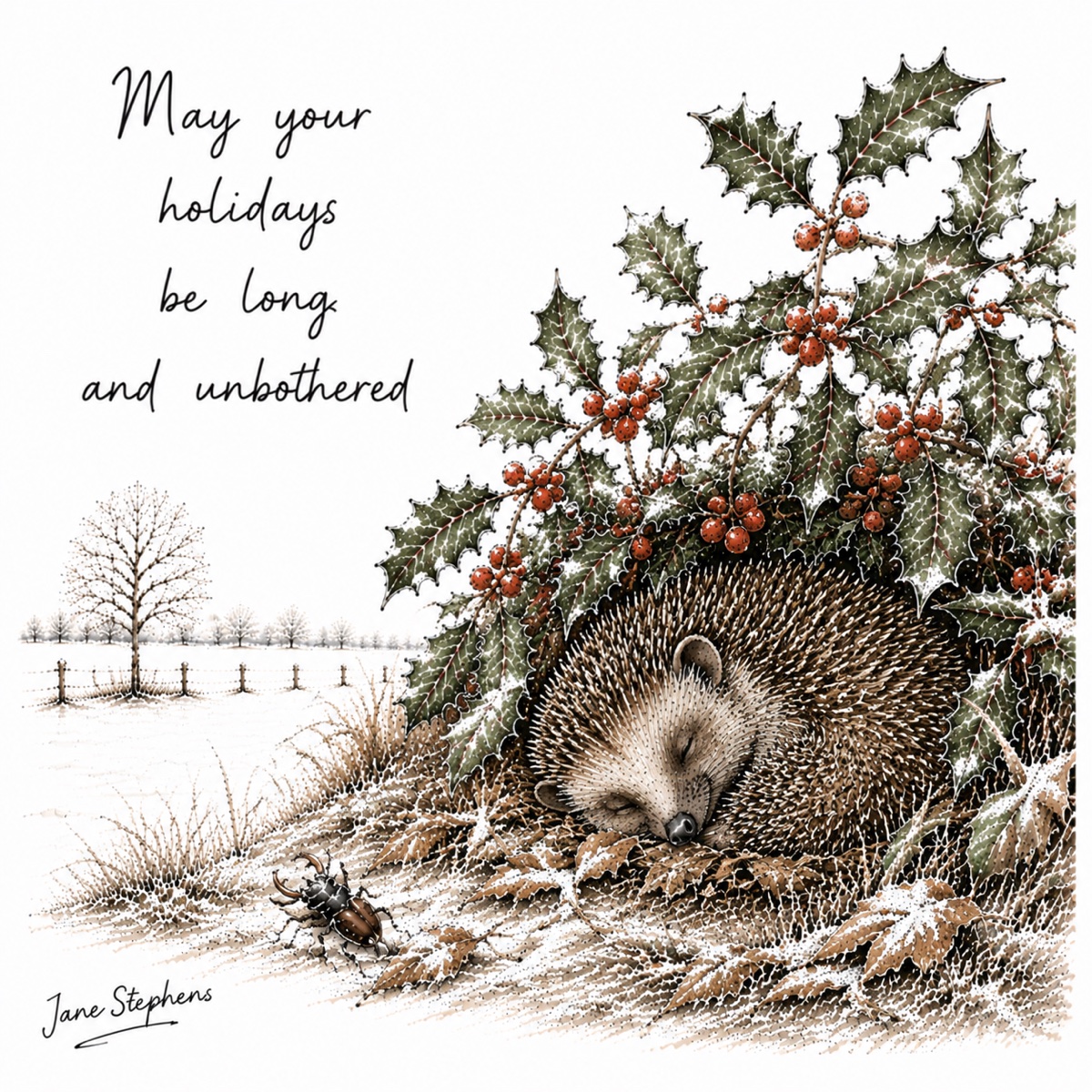 Hedgehog sheltering beneath holly